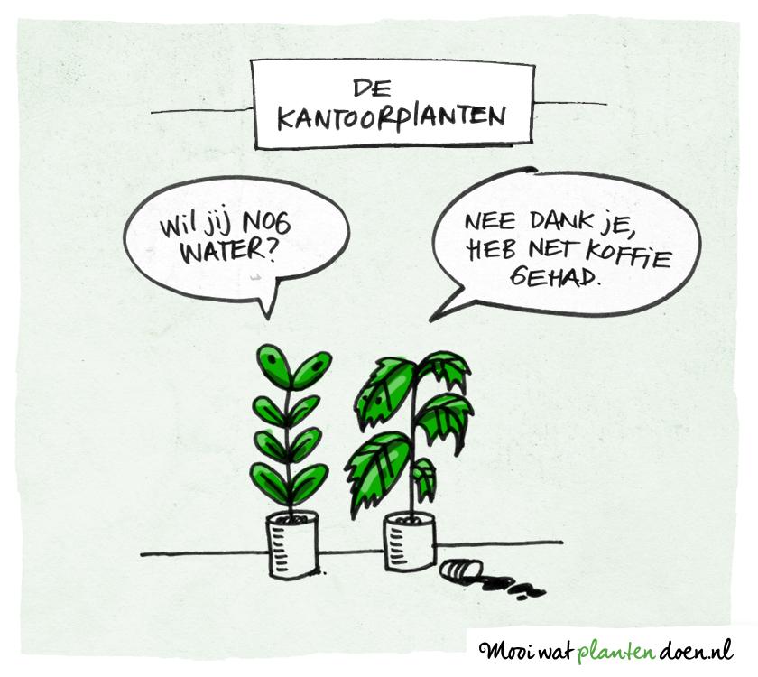 Koffie drinken met de Kantoorplanten - mooiwatplantendoen.nl