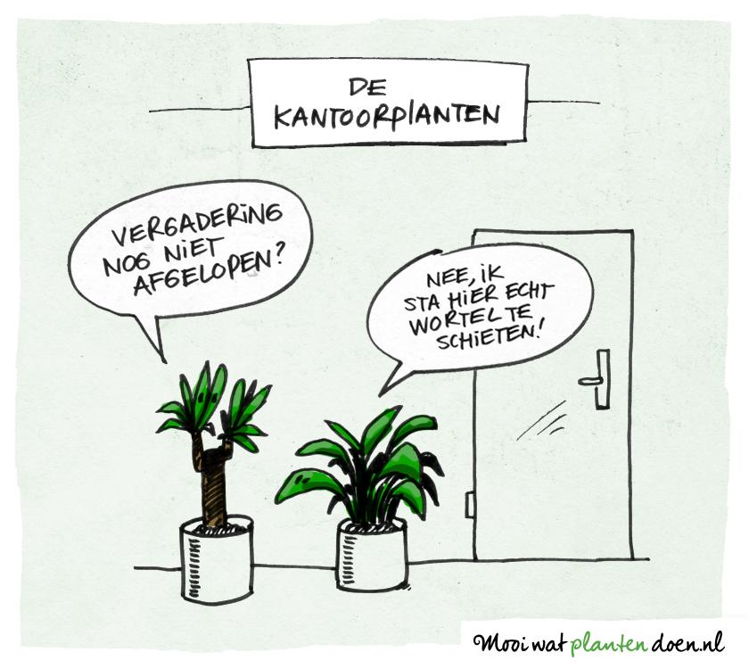 Vergaderen met de Kantoorplanten - mooiwatplantendoen.nl