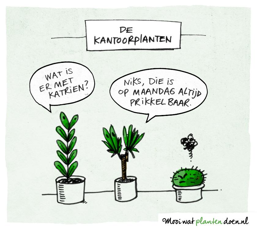 De Kantoorplanten - mooiwatplantendoen.nl
