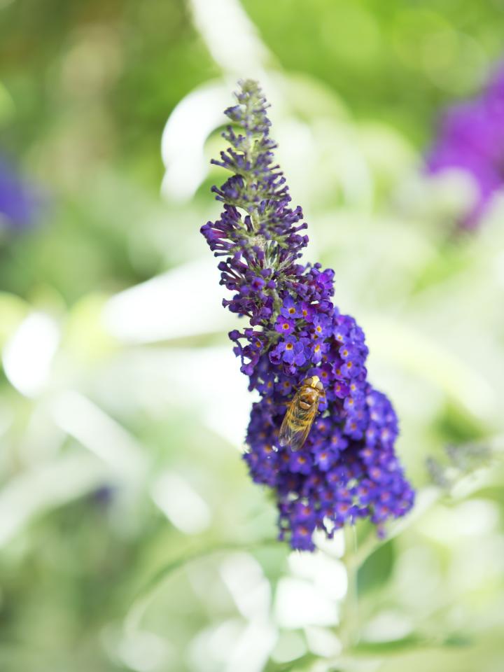 vlinderstruik | buddleja | plant vlinders en bijen