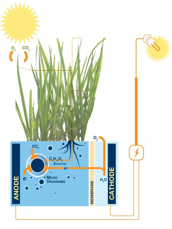 Schematisch overzicht van hoe planten mobiele telefoons opladen - Mooiwatplantendoen.nl