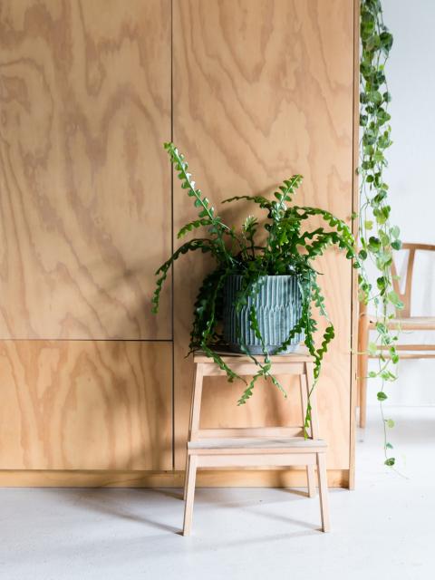 Plant Design voor de kleinere ruimtes in huis