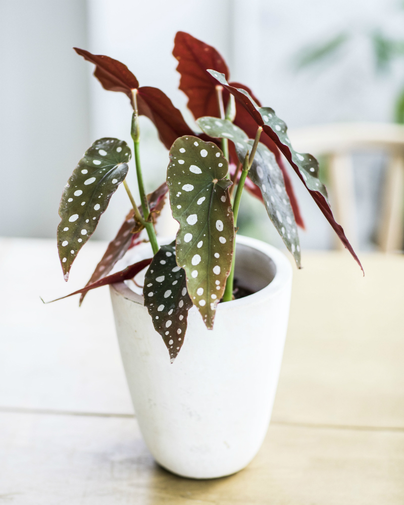  Polkadot  begonia  Mooi wat planten doen