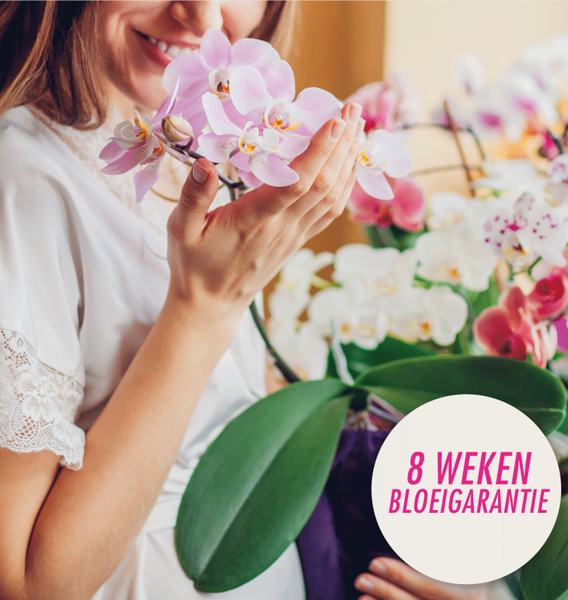 orchideeen bloeigarantie 8 weken