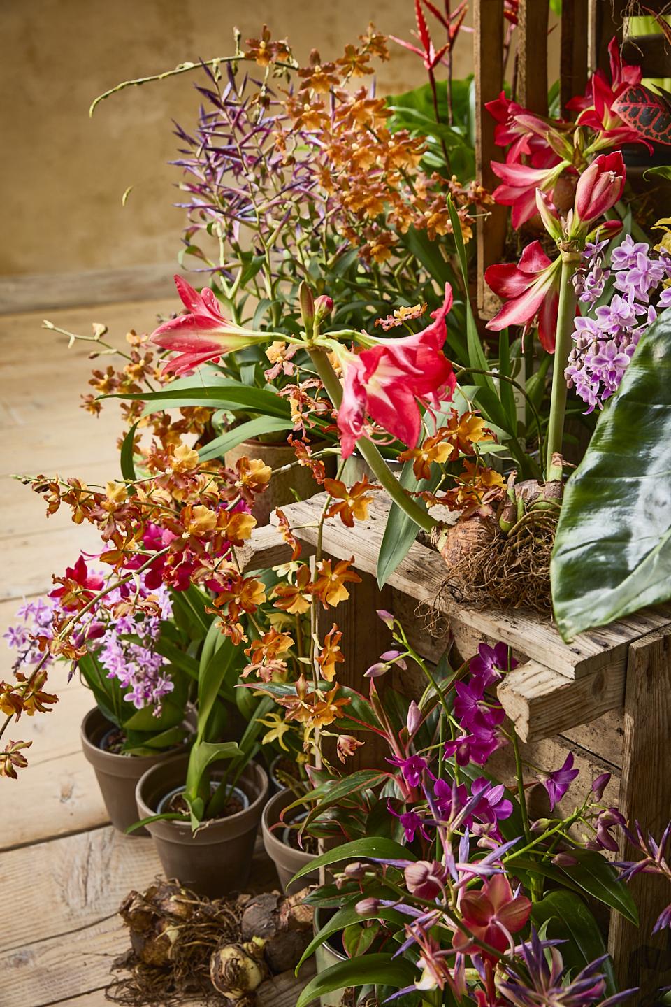 winterplanten kerst | mooiwatplantendoen.nl