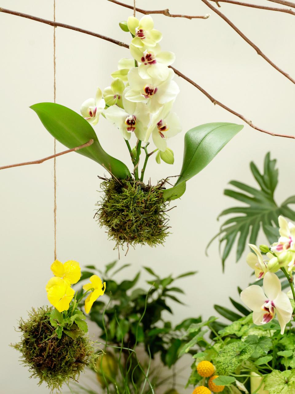 kokodama orchidee pasen