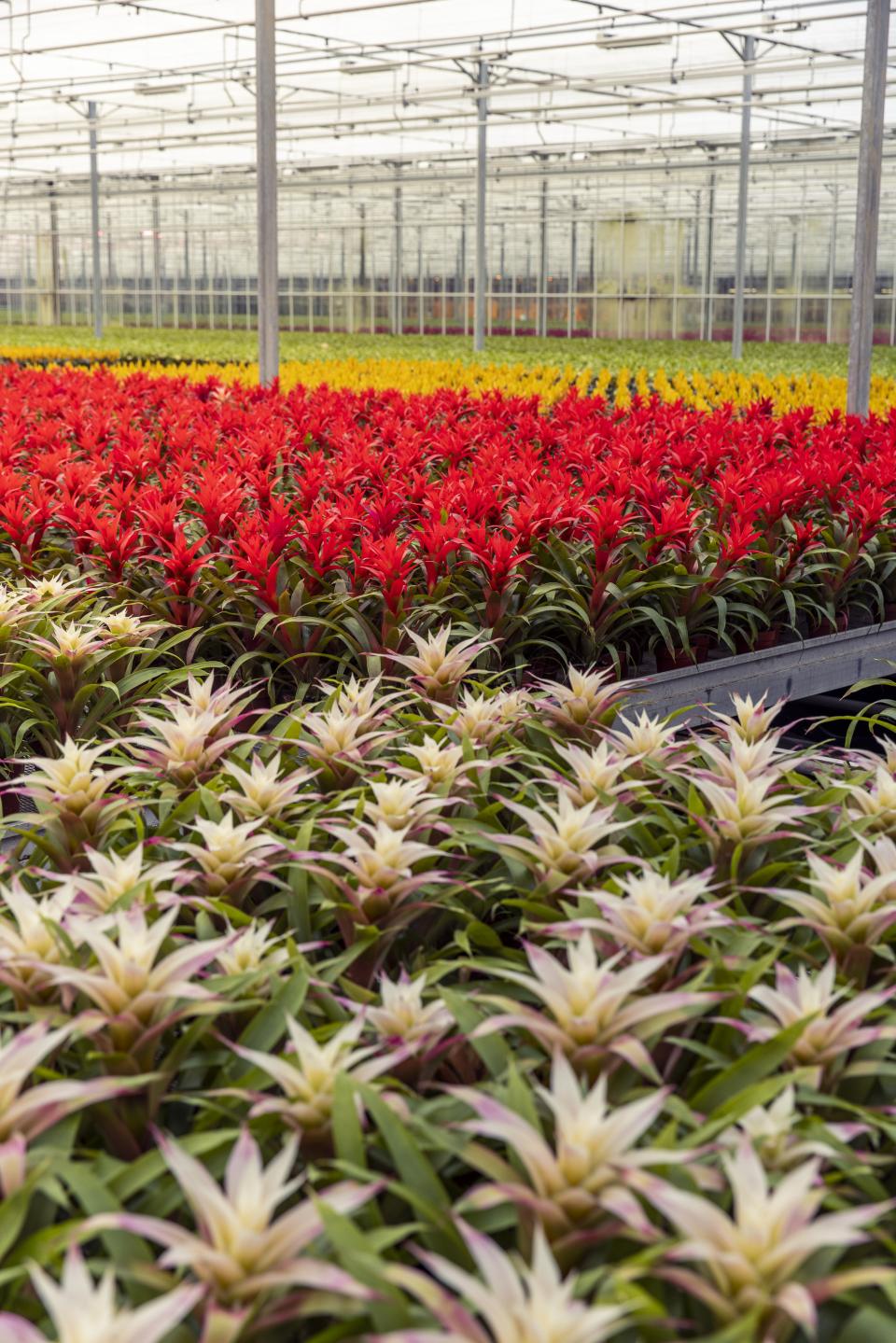 bromelia soorten kas | mooiwatplantendoen