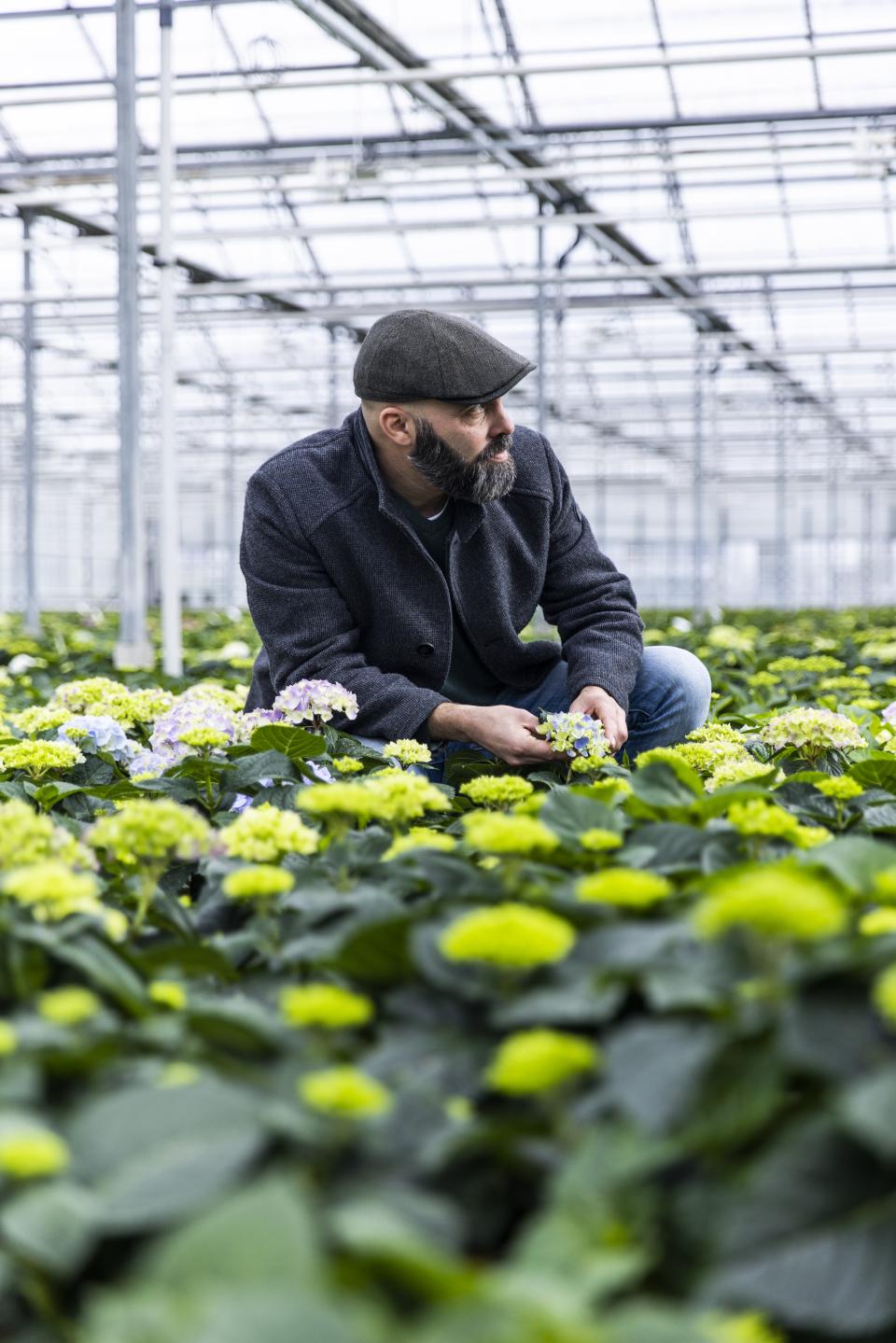 hortensia kwekerij mastergrowers | mooiwatplantendoen