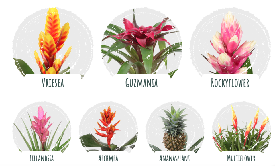 soorten bromelia bij kweker | mooiwatplantendoen