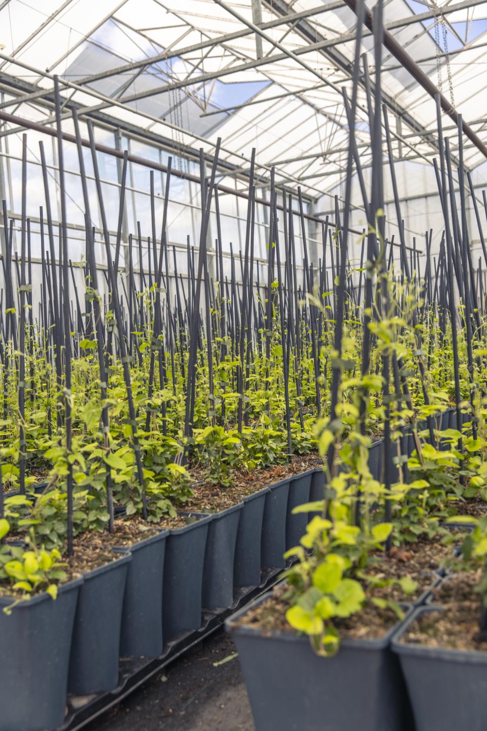 kijkje in de kas van der starre | mooiwatplantendoen