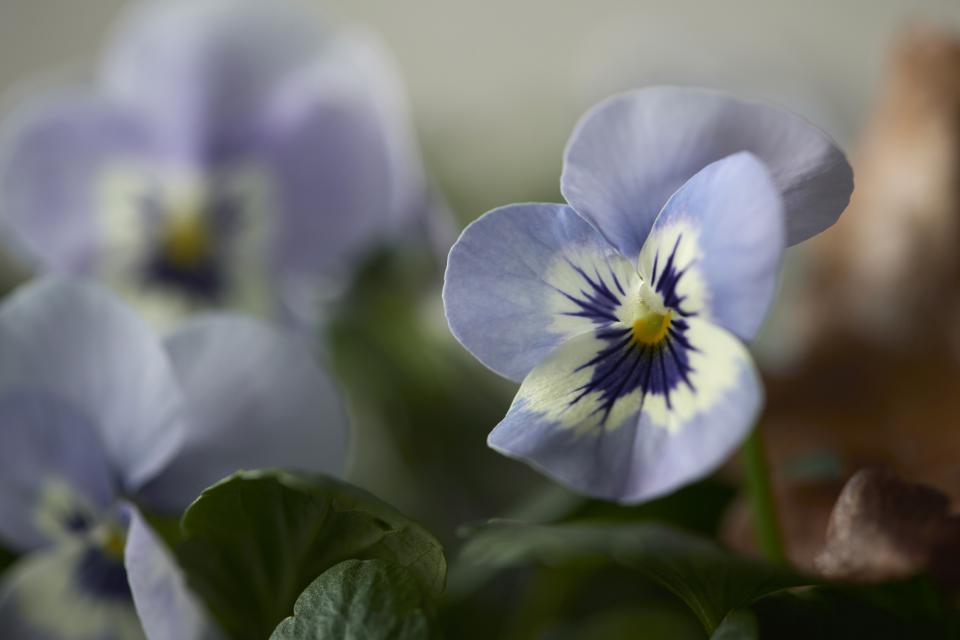 winterviool | viooltje | tuinplant | winterbloeier