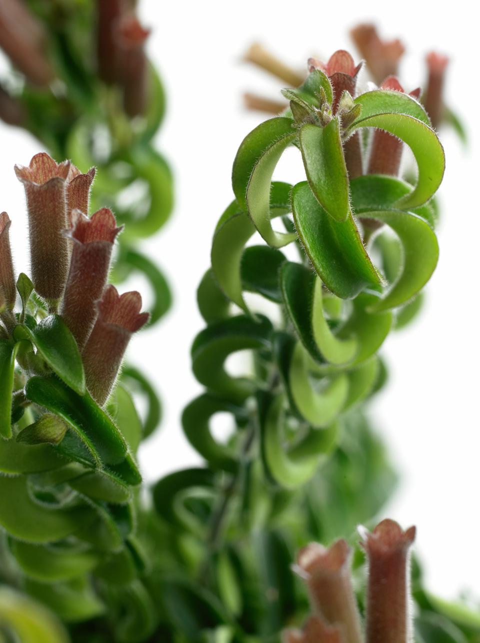Aeschynanthus, ook bekend als ‘Wat-staat-daar-nou?’ Aeschynanthus, ook bekend als ‘Wat-staat-daar-nou?’ - mooiwatplantendoen.nl