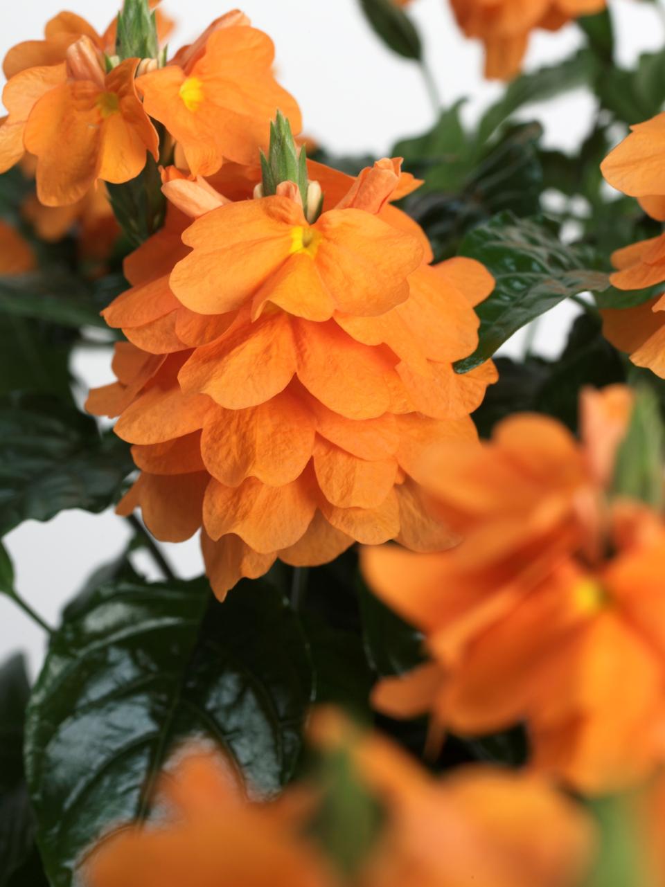 Crossandra wordt in Zuid-India door vrouwen in het haar gedragen - mooiwatplantendoen.nl 