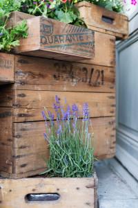 Urban gardening - mooiwatplantendoen.nl