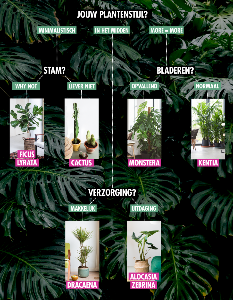 plant is jouw perfecte match? | Mooi wat planten doen