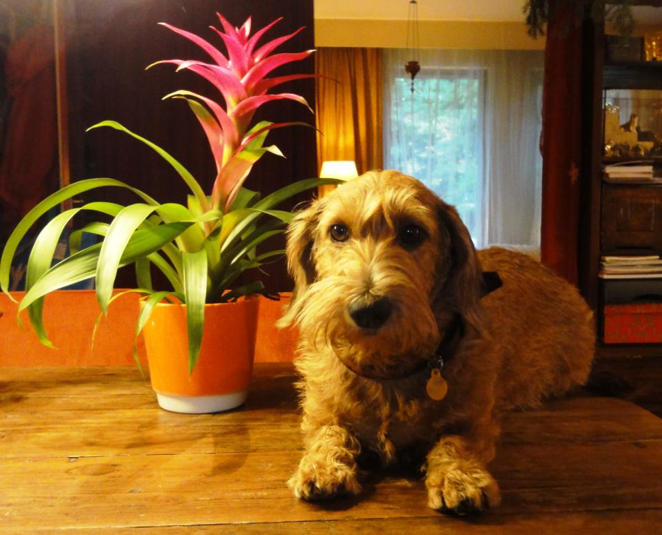 Pet-friendly plants on thejoyofplants.co.uk