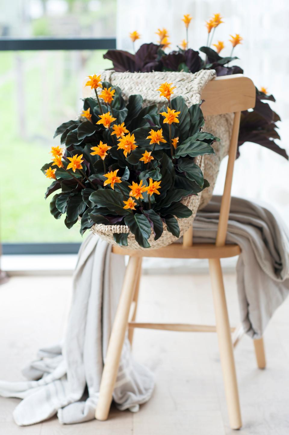 Carnaval in Rio, maar dan gewoon bij je thuis: Calathea Carnaval in Rio, maar dan gewoon bij je thuis: Calathea - mooiwatplantendoen.nl