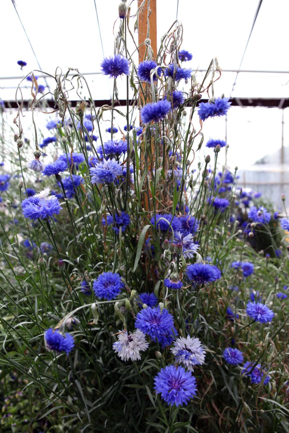 Blue Boy - mooiwatplantendoen.nl