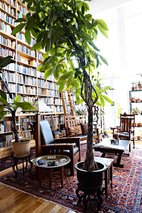 Schefflera is familie van de klimop en kan in het wild wel 30 meter hoog worden. Planten voor ruimtes van XS tot XL mooiwatplantendoen.nl