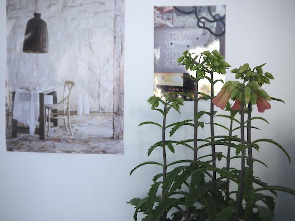 De Kalanchoë Bells is niet alleen een plaatje om te zien, maar ook nog eens ontzettend makkelijk mooiwatplantendoen.nl