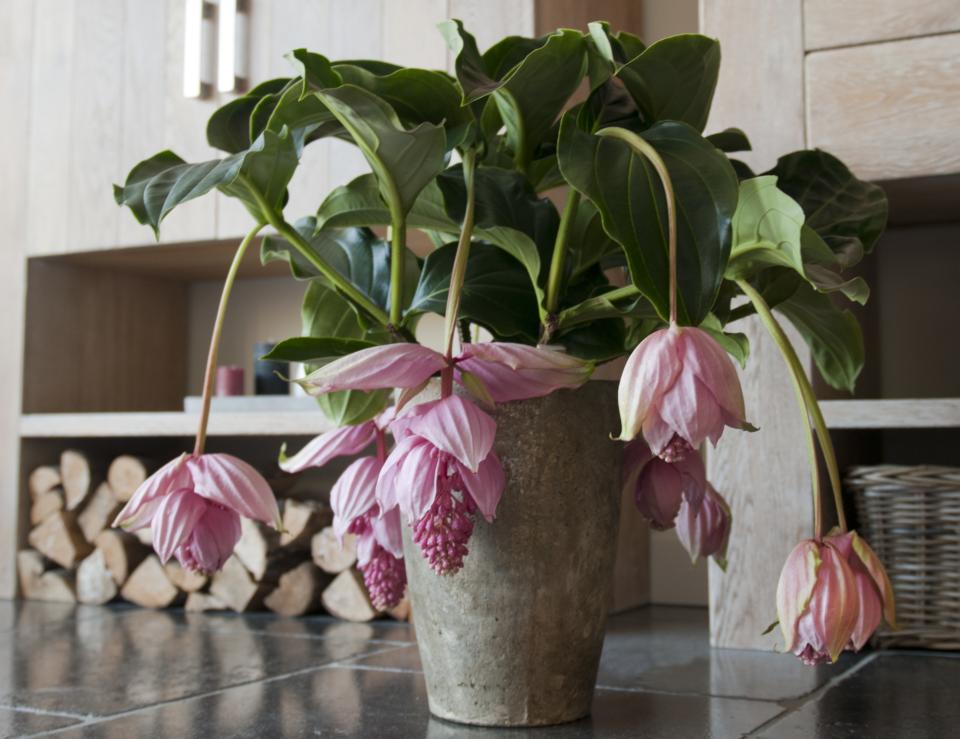 Medinilla- Mooiwatplantendoen.nl Medinilla- Mooiwatplantendoen.nl