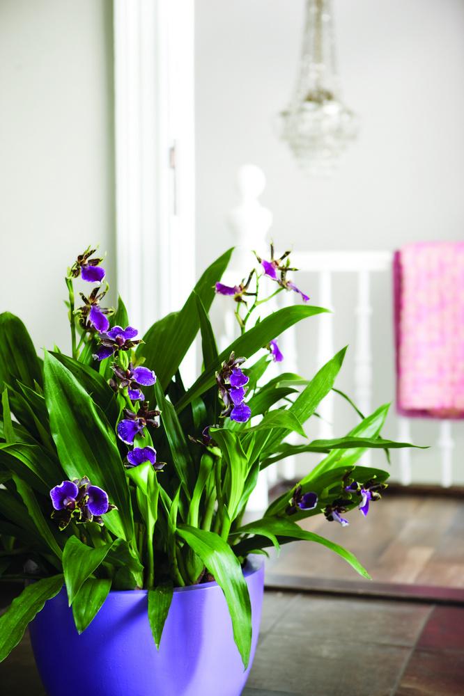 Zo ziet een gezonde plant (in dit geval een Zygopetalum) eruit: fris, groen en vol. De eerste kennismaking met je nieuwe plant mooiwatplantendoen.nl