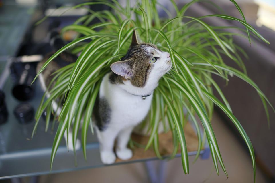 Pet-friendly plants on thejoyofplants.co.uk