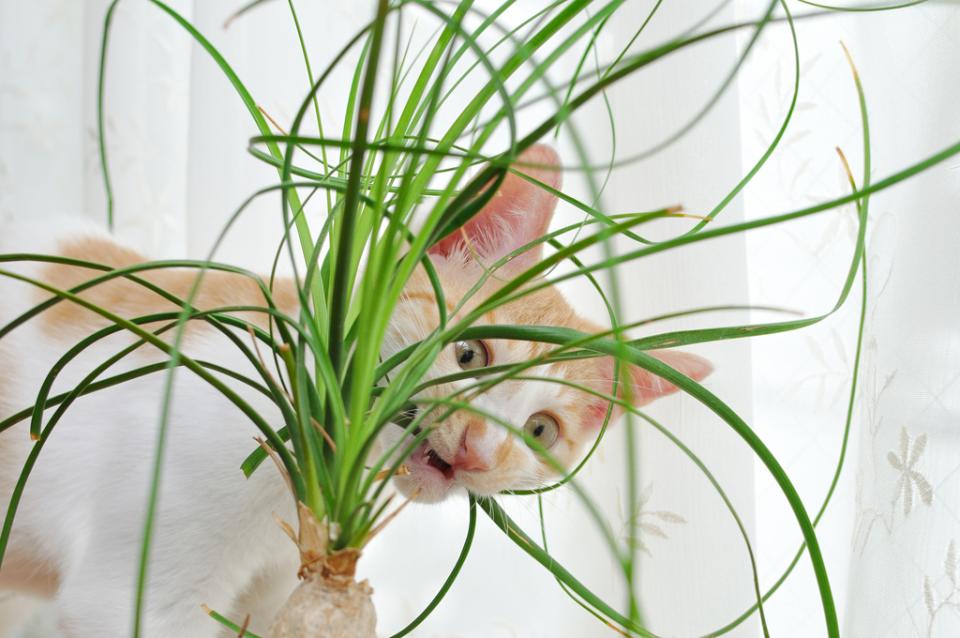 Diervriendelijke planten mooiwatplantendoen.nl