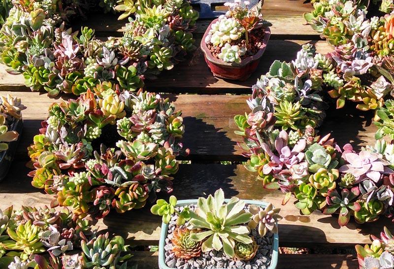 Prachtige kransen van vetplanten Prachtige kransen van vetplanten mooiwatplantendoen.nl