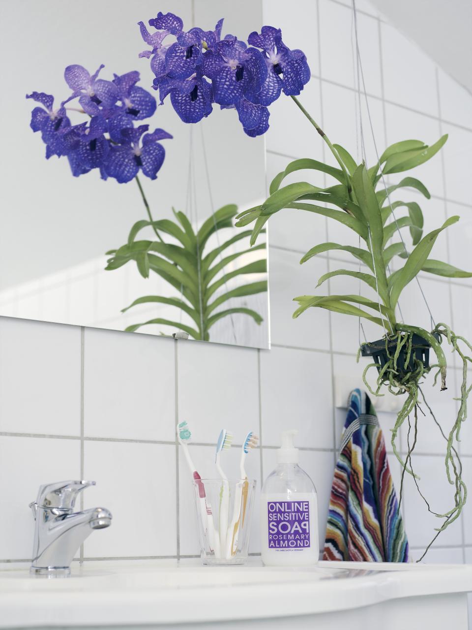 Het zwarte bakje dient alleen om Vanda een kleine trapeze te geven. Potten zijn zóóó 2013 - mooiwatplantendoen.nl