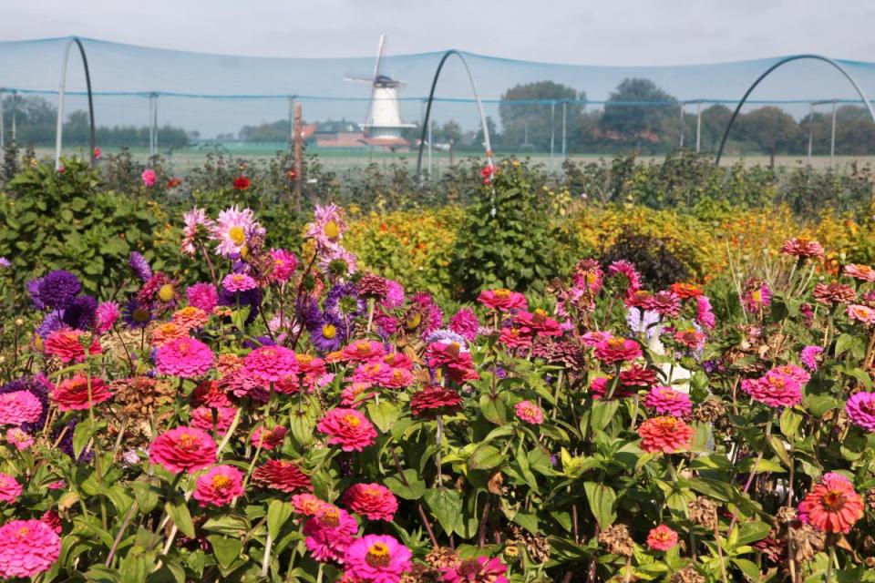 Pluktuinen mooiwatplantendoen.nl