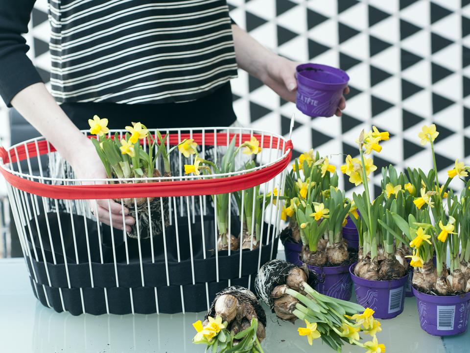 DIY Narcis Mooiwatplantendoen.nl