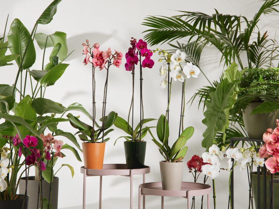 orchideeen actie hoogvliet