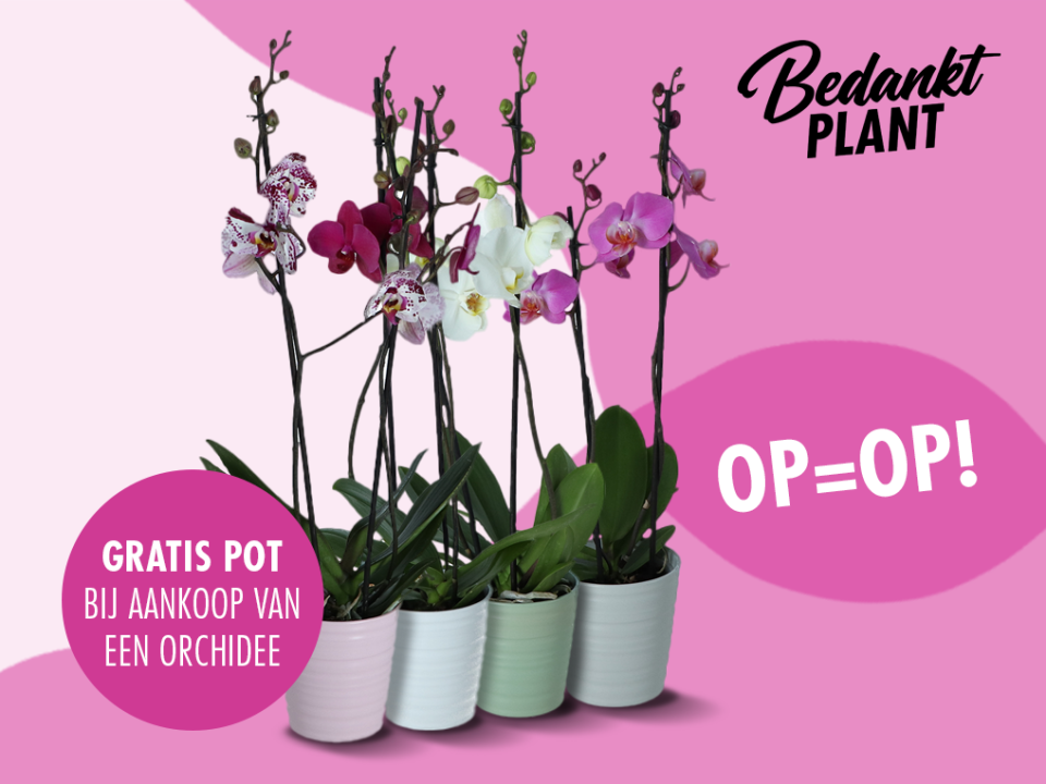 aldi actie orchidee | mooiwatplantendoen