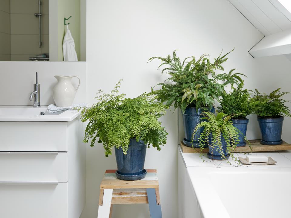 soorten varens badkamer | adiantum krulvaren