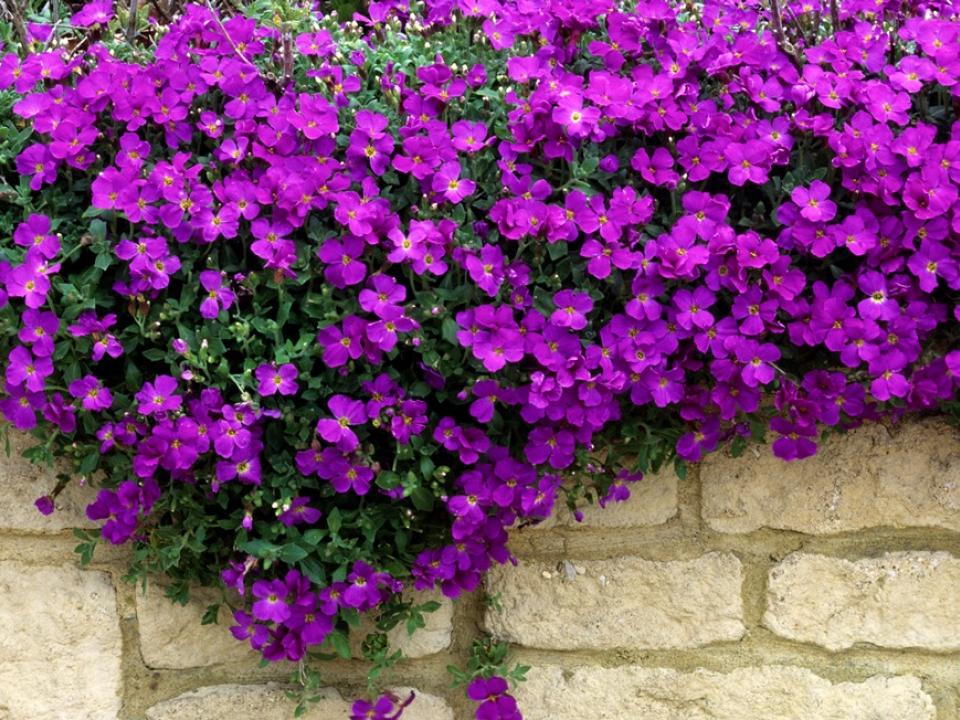 Preek Penetratie Draaien Muurbloemen Aubrieta en Saxifraga | Mooi wat planten doen