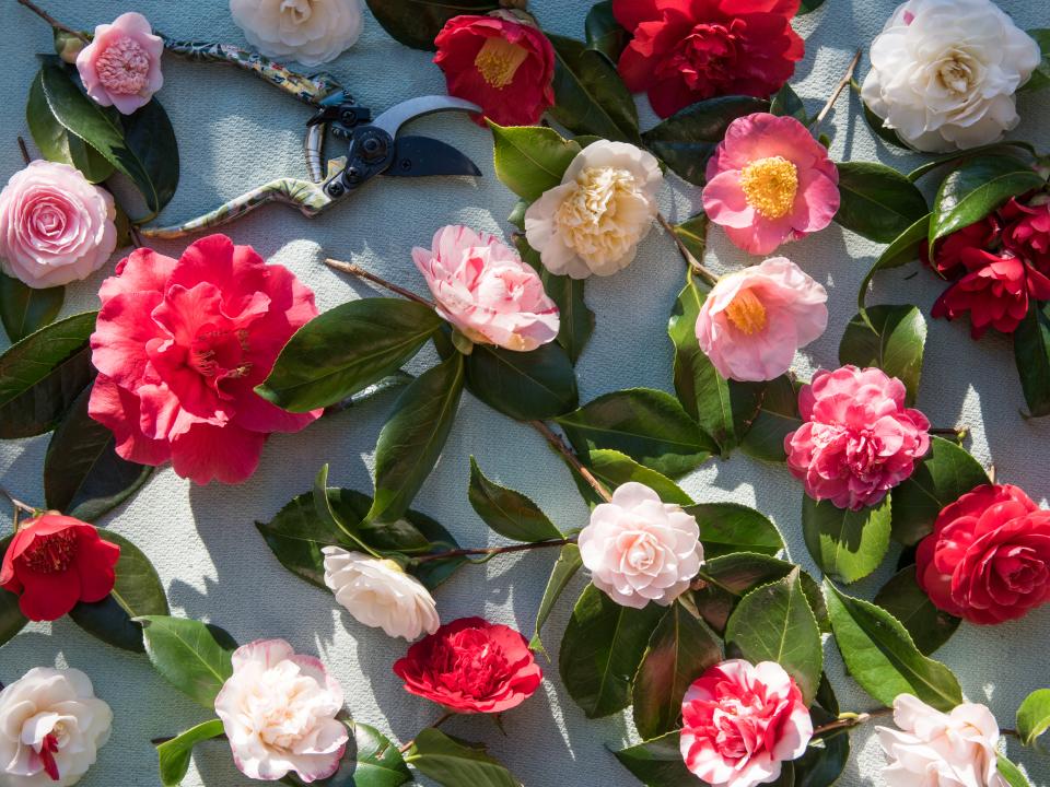 camelia Mooiwatplantendoen.nl