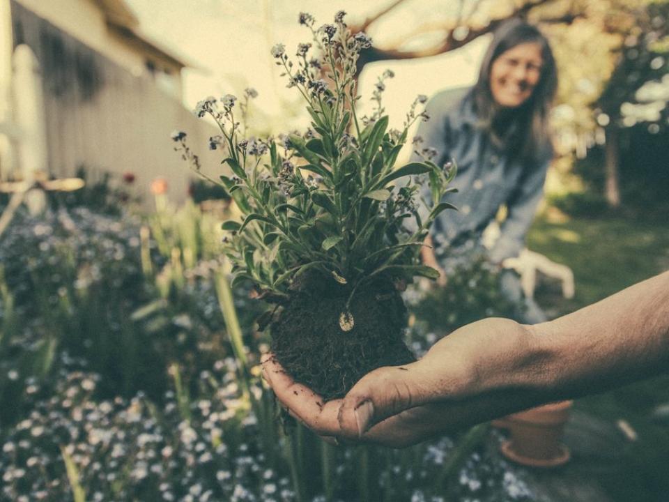 Een jaar in de tuin - mooiwatplantendoen.nl