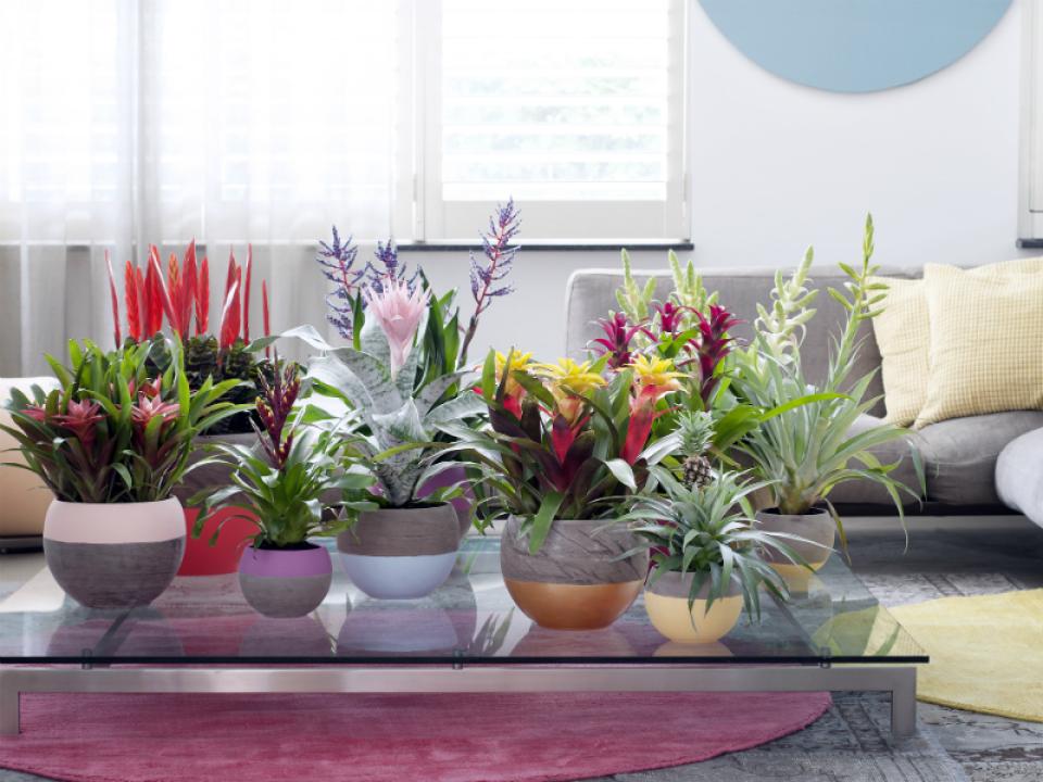 Bromelia Indoor kleurentherapie is het nieuwe Feng Shui Mooiwatplantendoen.nl