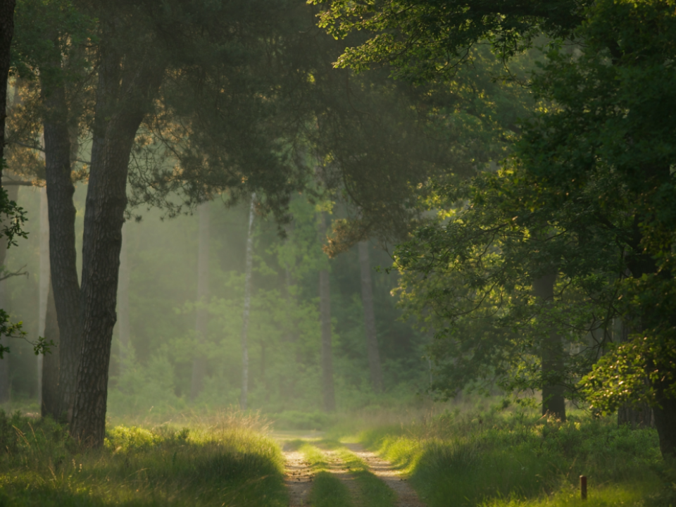 Paleistuin Paleis &amp;#039;t Loo Mooiwatplantendoen.nl