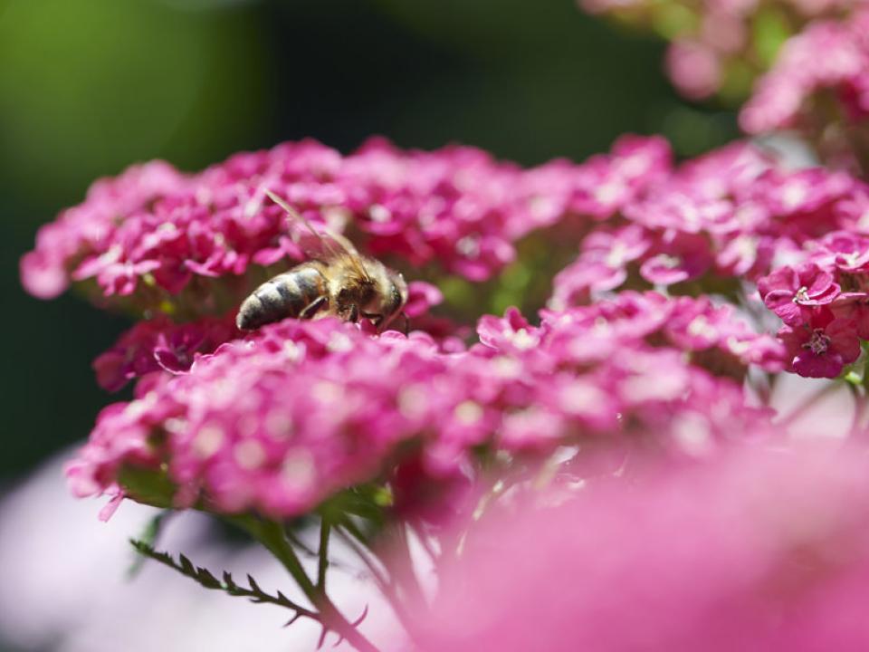 blije bijen | mooiwatplantendoen.nl