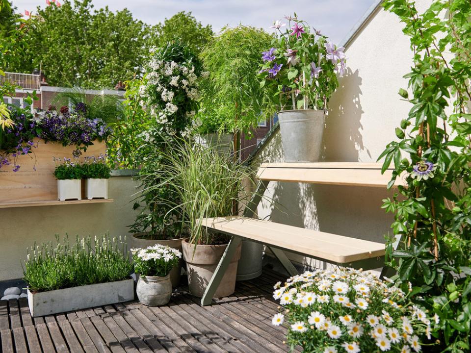 Buitenplanten klein balkon mooiwatplantendoen.nl