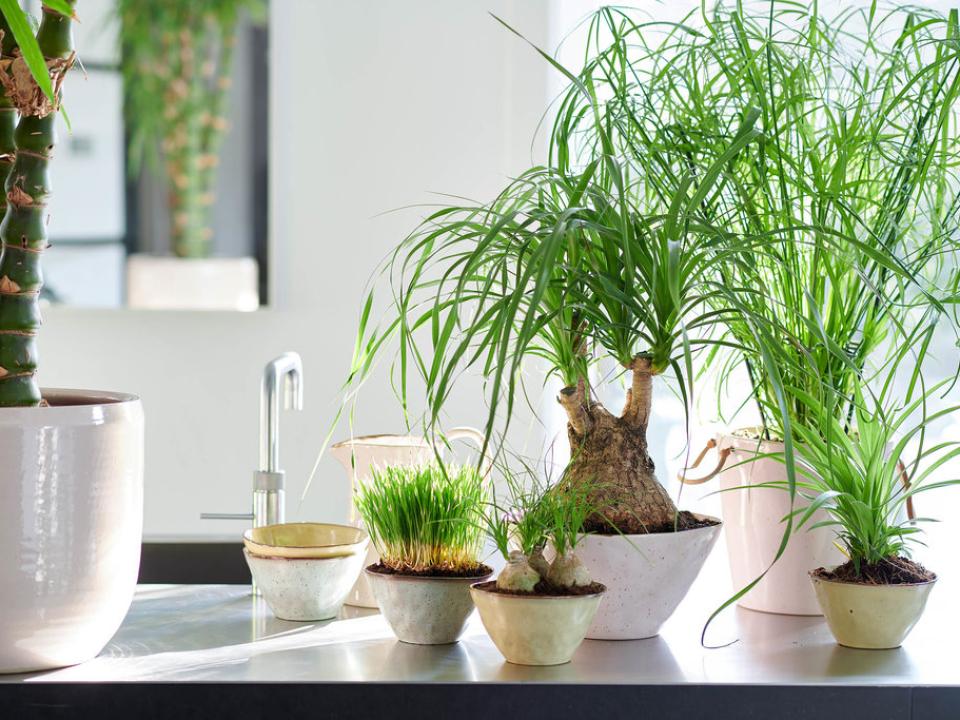 Woonplant van de maand Dierenvriend Mooiwatplantendoen.nl Woonplant van de maand Dierenvriend Mooiwatplantendoen.nl