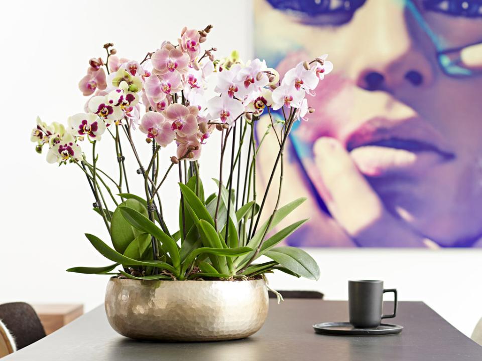 Woonplant van de maand Vlinderorchidee Mooiwatplantendoen.nl Woonplant van de maand Vlinderorchidee Mooiwatplantendoen.nl