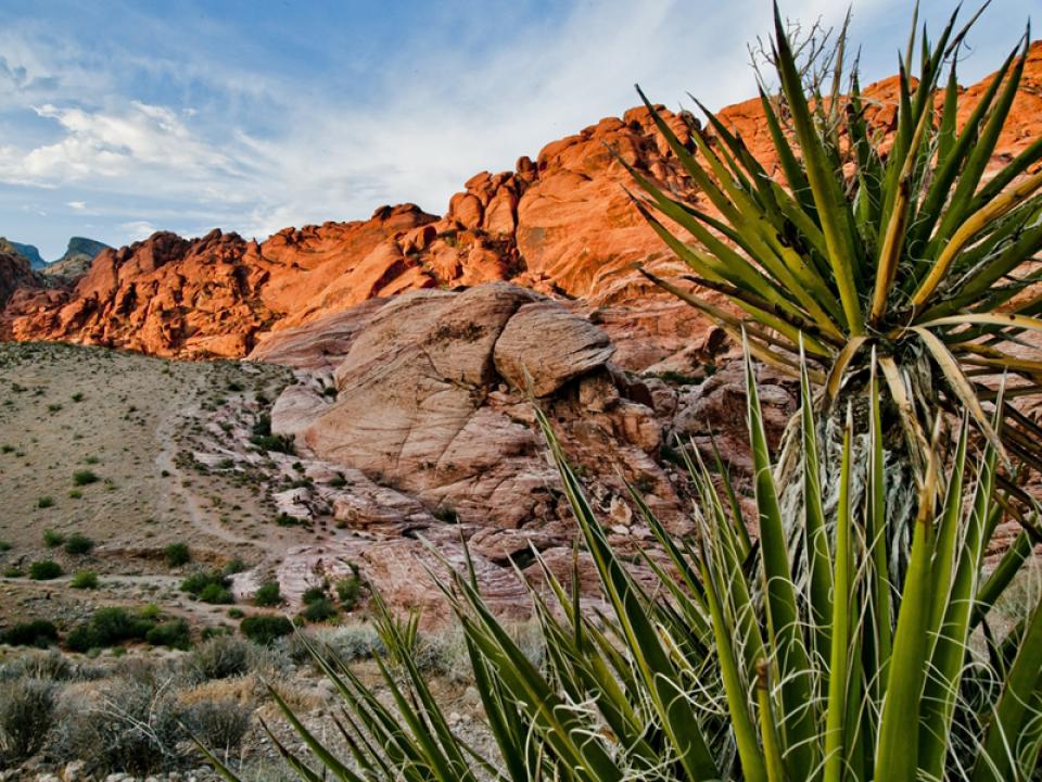 Out and about with the yucca in the United States