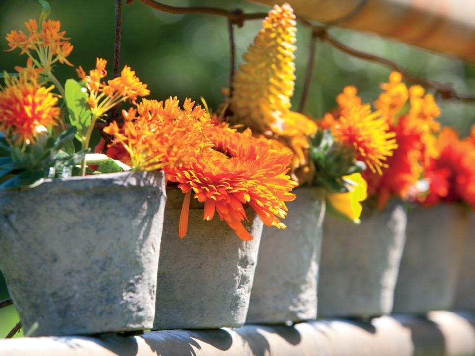 Kom in Oranjestemming met deze planten