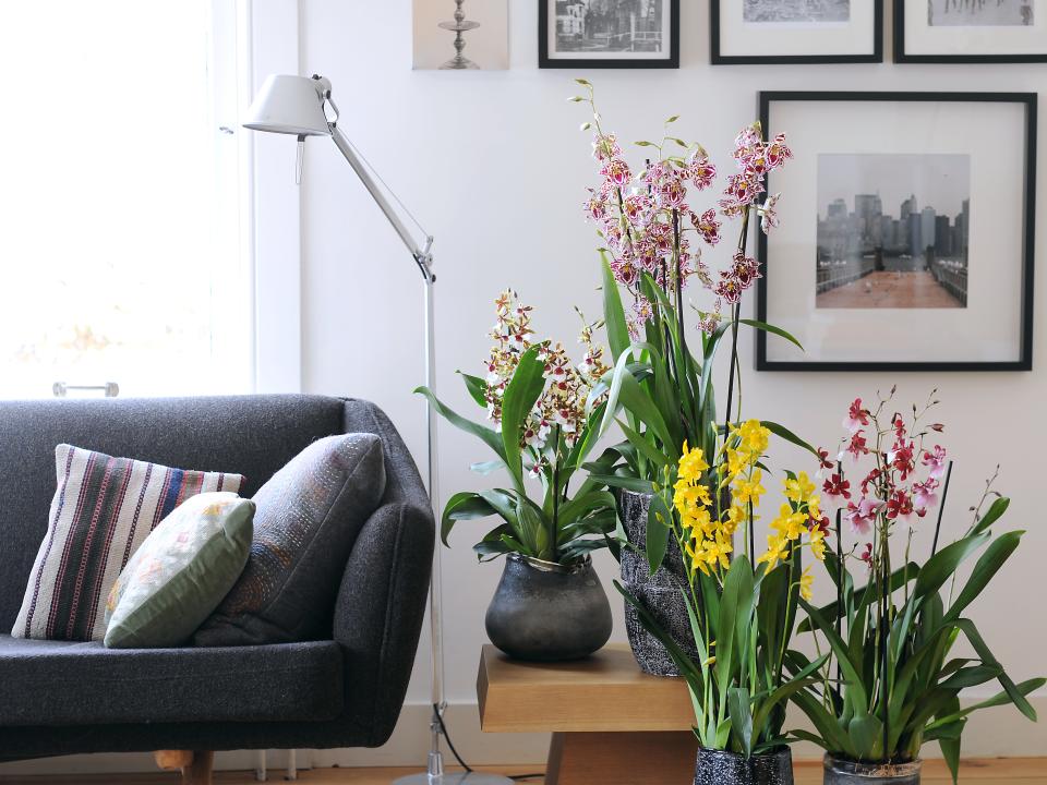 Home Sweet Home met Gardenia Home Sweet Home met Gardenia Mooiwatplantendoen.nl