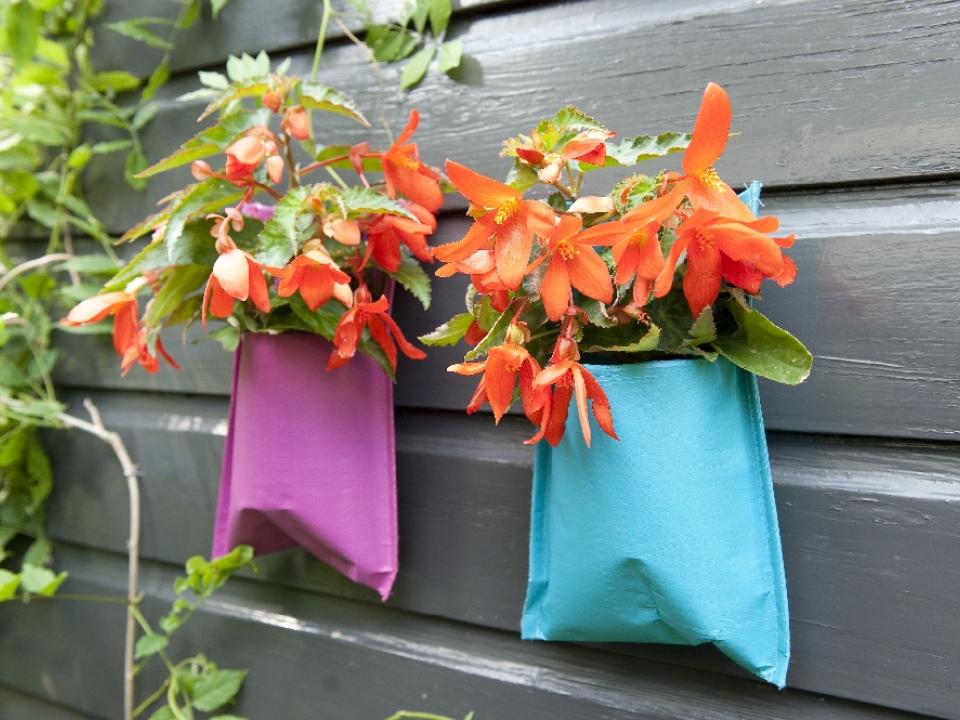 Koningsdag met planten