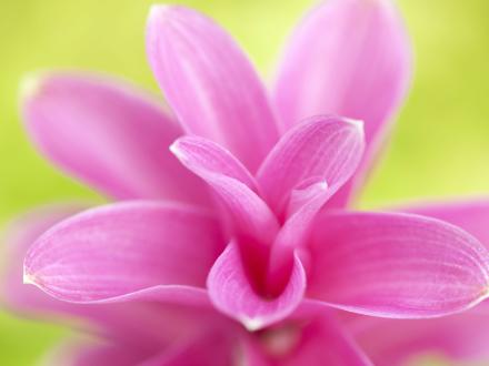 Curcuma Roots for Moods