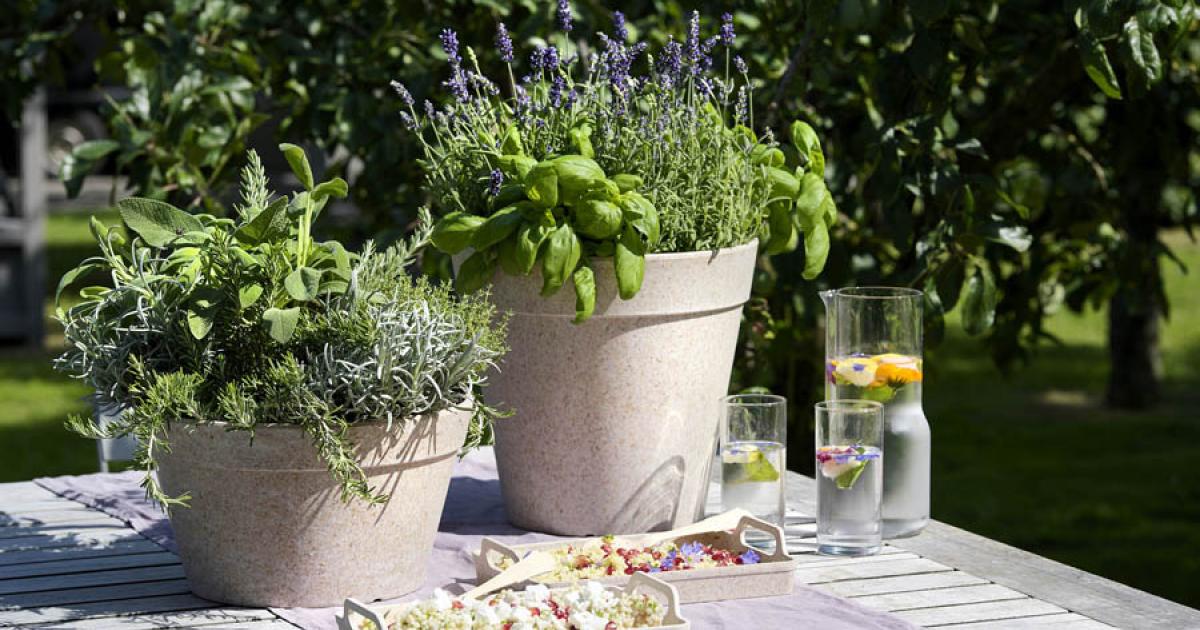 Companion met je tuinkruiden | Mooi wat planten doen